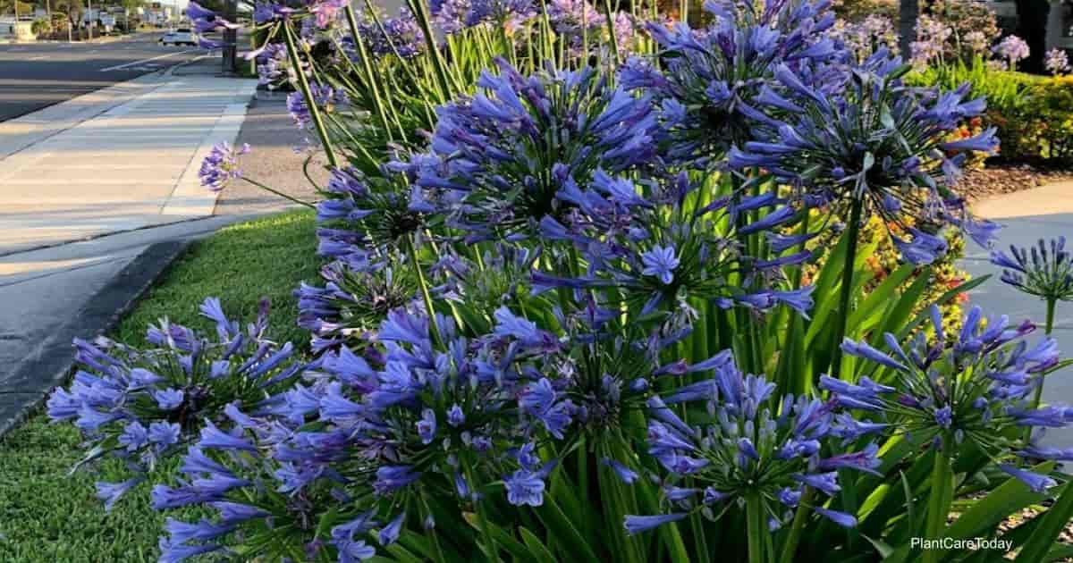 African Lily / Agapanthus africanus