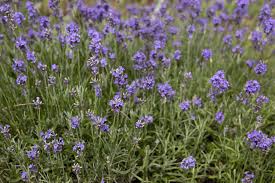 Lavandula Angustifolia