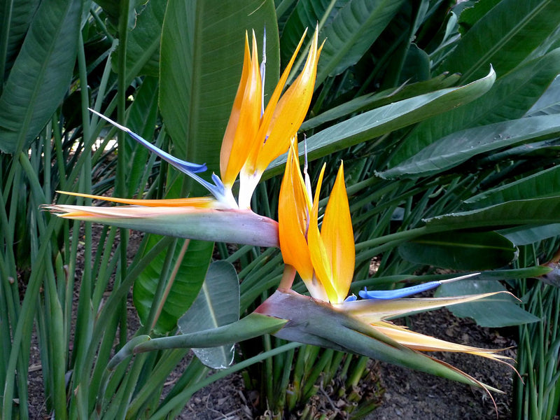 Bird of Paradise / Strelitzia