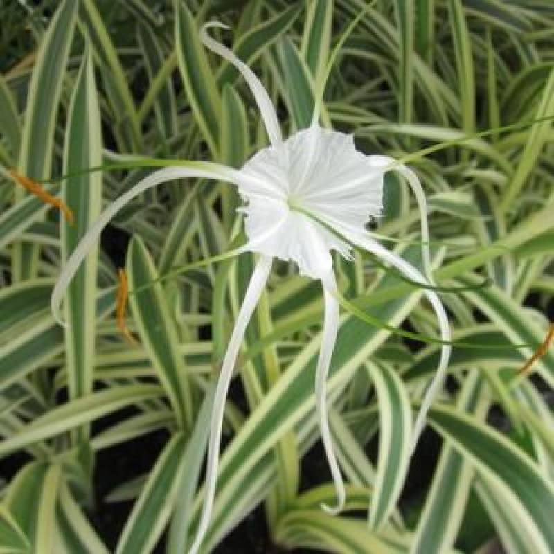 Hymenocallis / Spider Lily