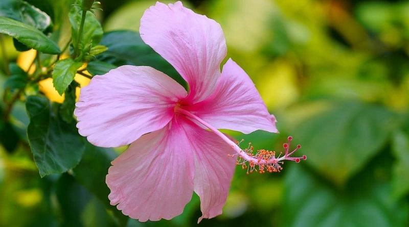 Hibiscus