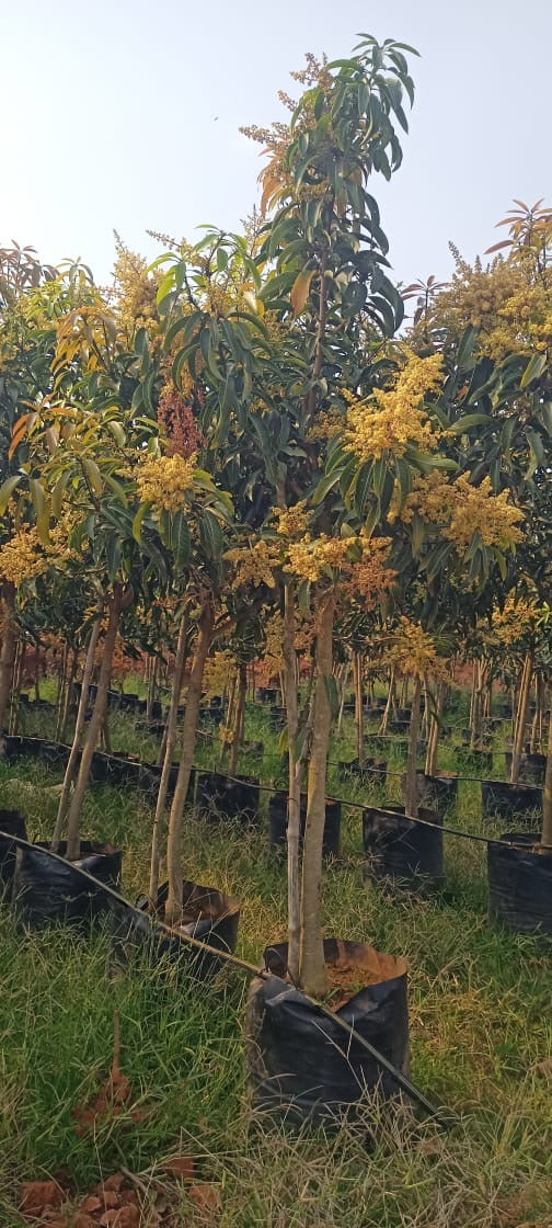 Banganapalli Mango Plants