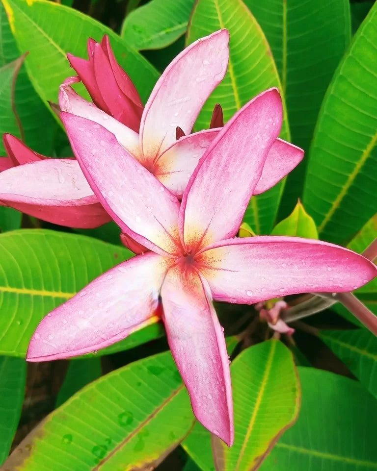 Plumeria
