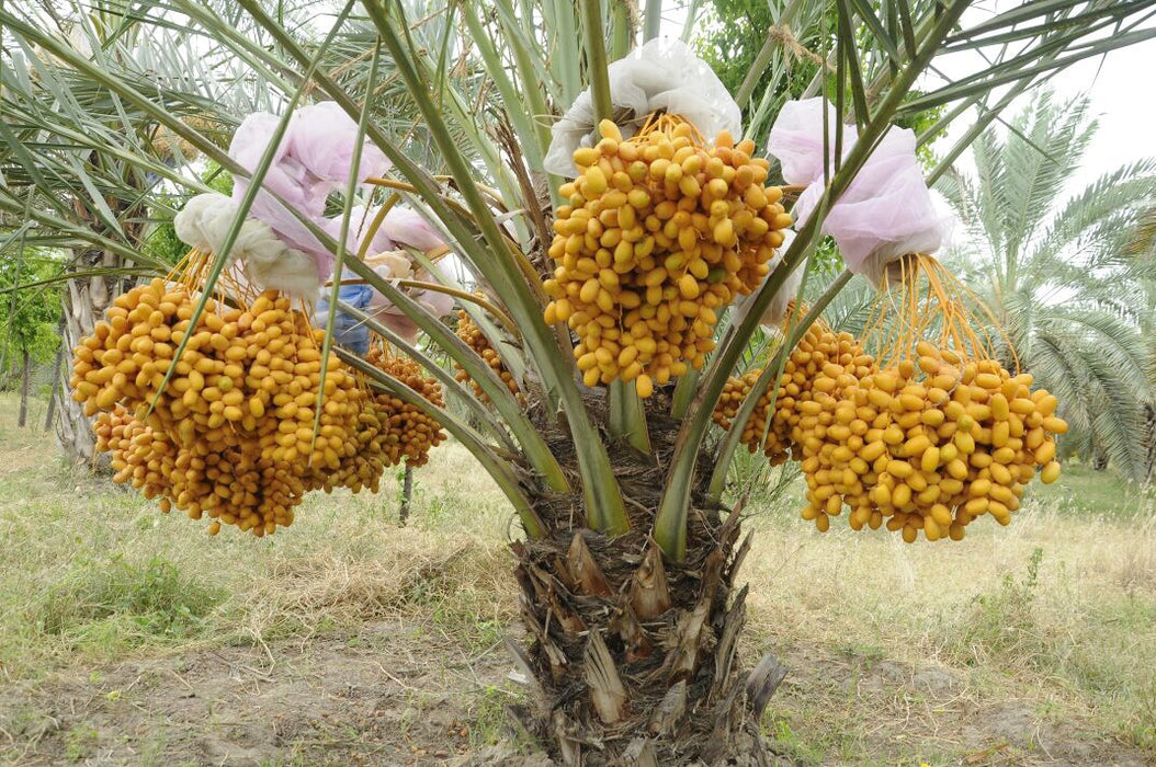 Date Palm Phoenix Dactylifera