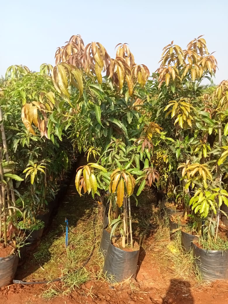 Mango Mangifera indica