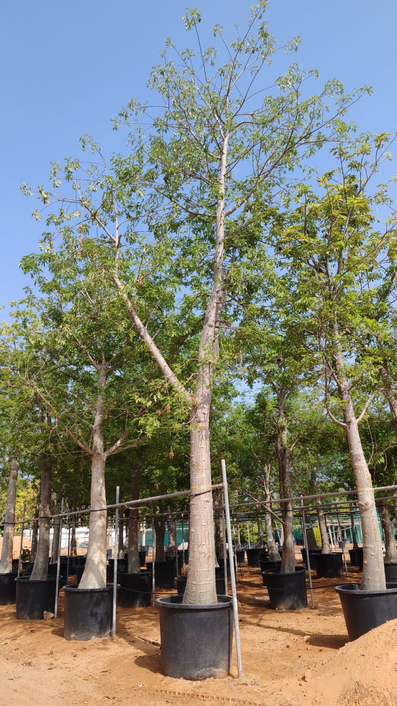 Adansonia Digitata Trees Nurseries in Kadiyam India: Find High-Quality ...
