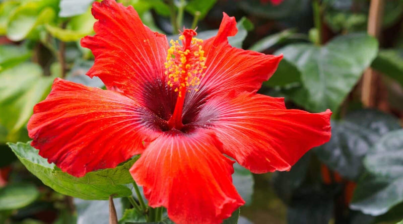 Hibiscus