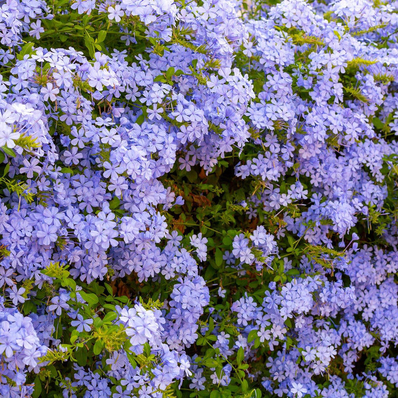 Cape Leadwort / Plumbago