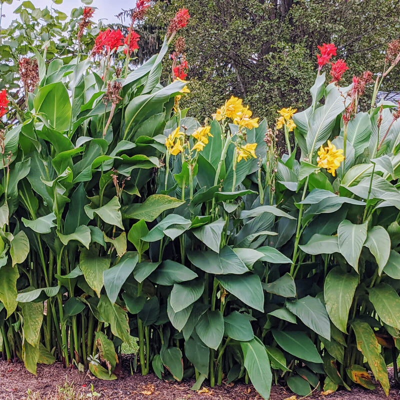Canna Lily / Canna Plants