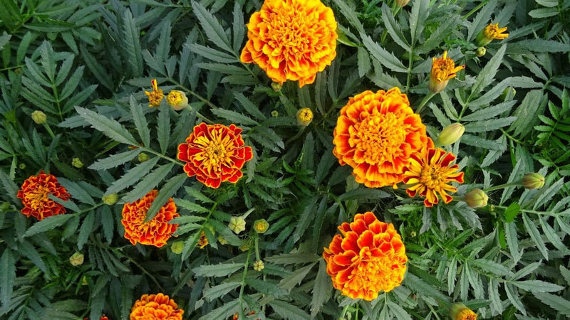 Marigold / Tagetes erecta Plants
