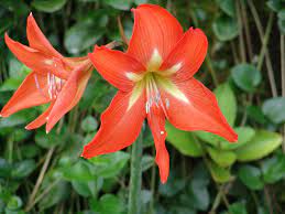 Amaryllis / Hippeastrum Plants