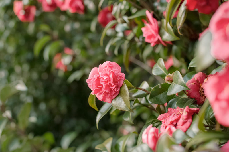 Camellia  Camellia sasanqua Plants