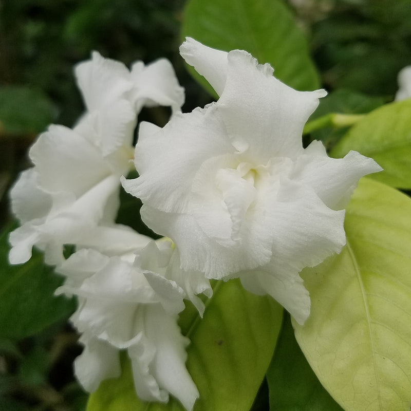 Tabernaemontana Plant / Nandivardanam