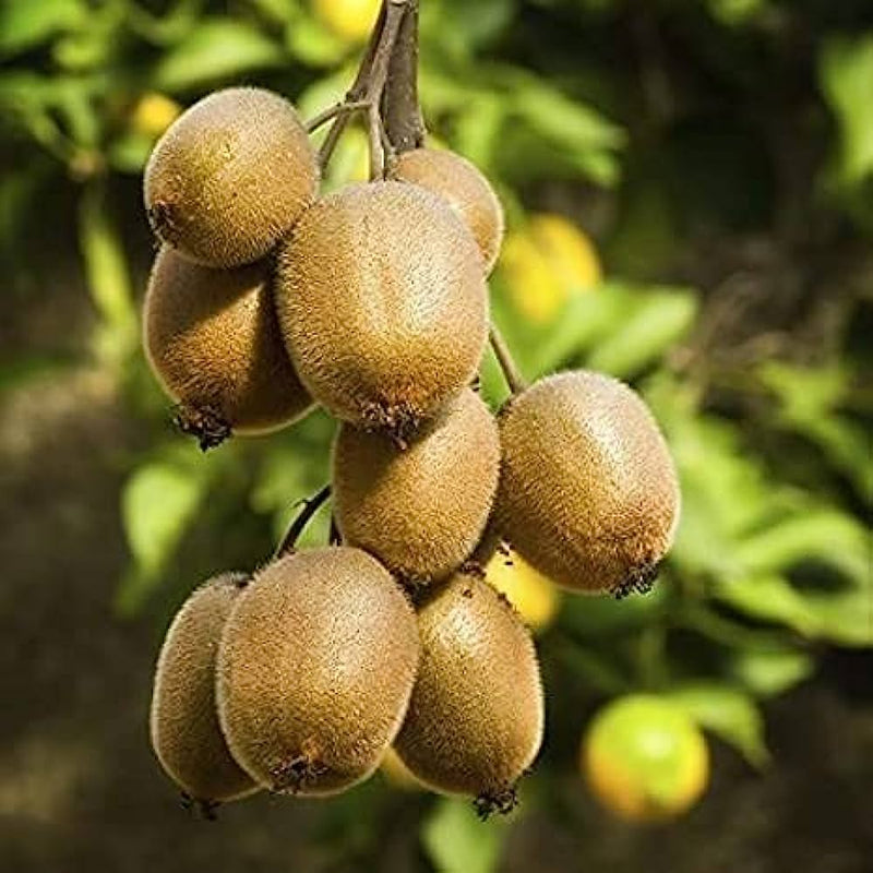Kiwi Actinidia