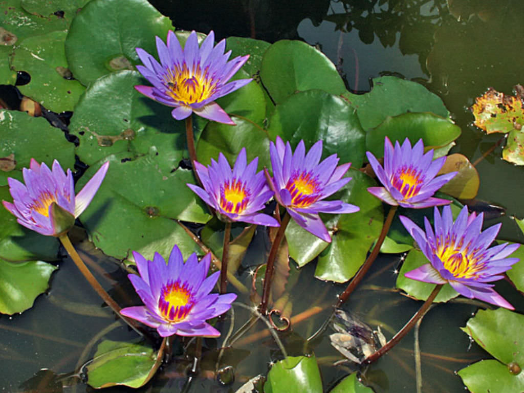 Nymphaea caerulea