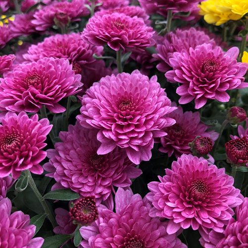Chrysanthemums / Chamanthi Plants