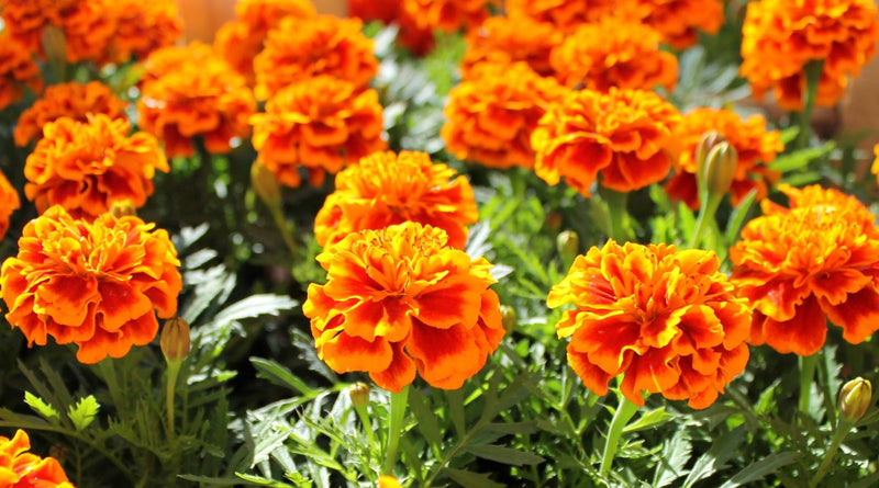 Marigold / Tagetes erecta Plants