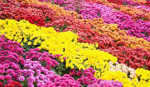 Chrysanthemums / Chamanthi Plants