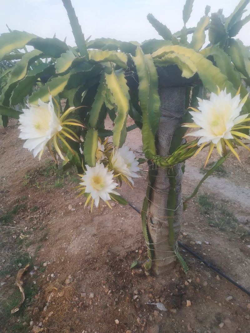 Dragon Fruit Selenicereus undatus