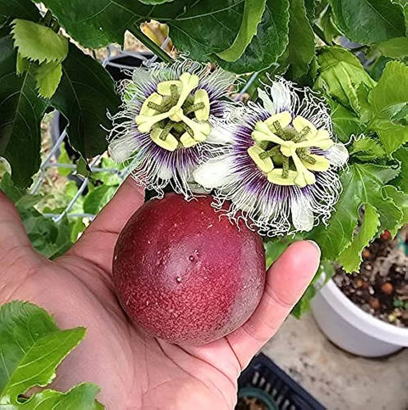 Passion Fruit Passiflora Edulis