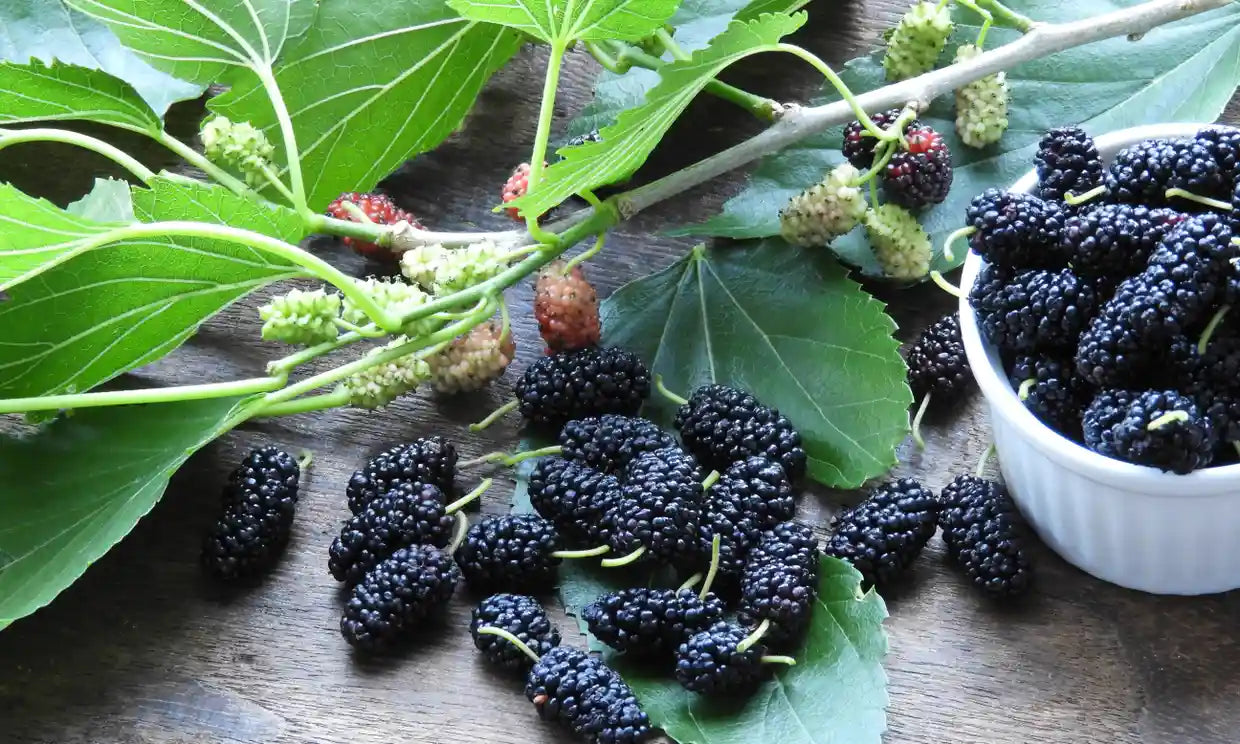 Mulberry Fruit Plants