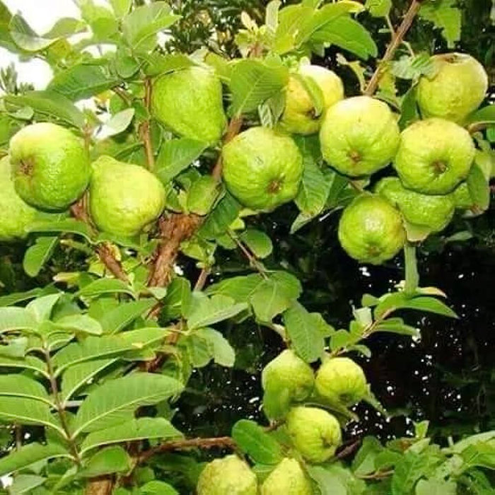Guava / Psidium Guajava