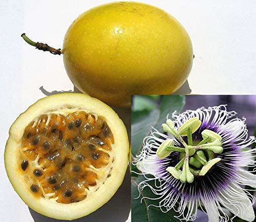 Passion Fruit Passiflora Edulis