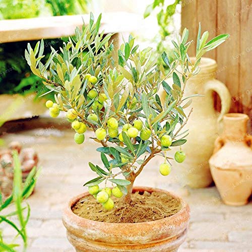 Olive Olea Europaea