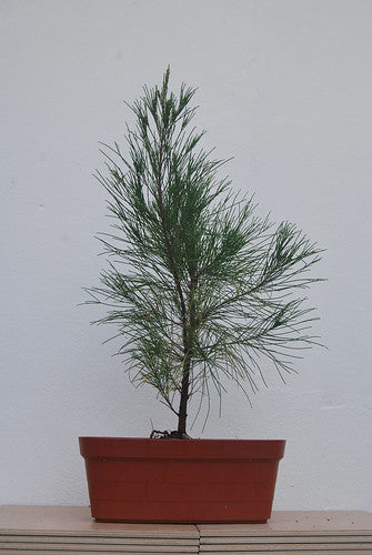 Casuarina Equisetifolia