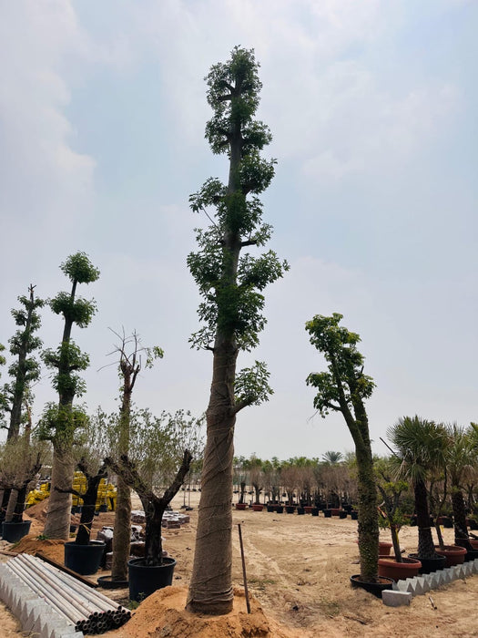 Adansonia Digitata Trees Nurseries in Kadiyam India: Find High-Quality ...