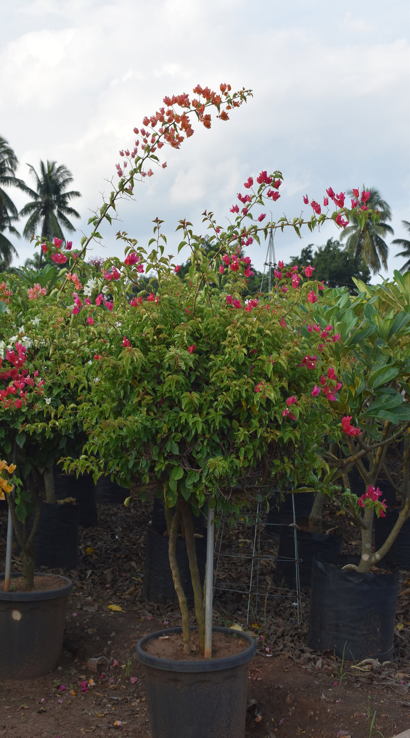 Bougainvillea