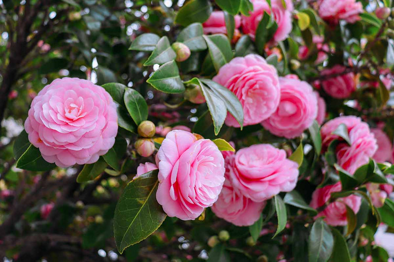 Camellia  Camellia sasanqua Plants
