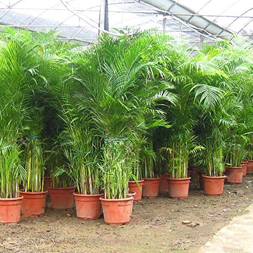 Areca Palm
