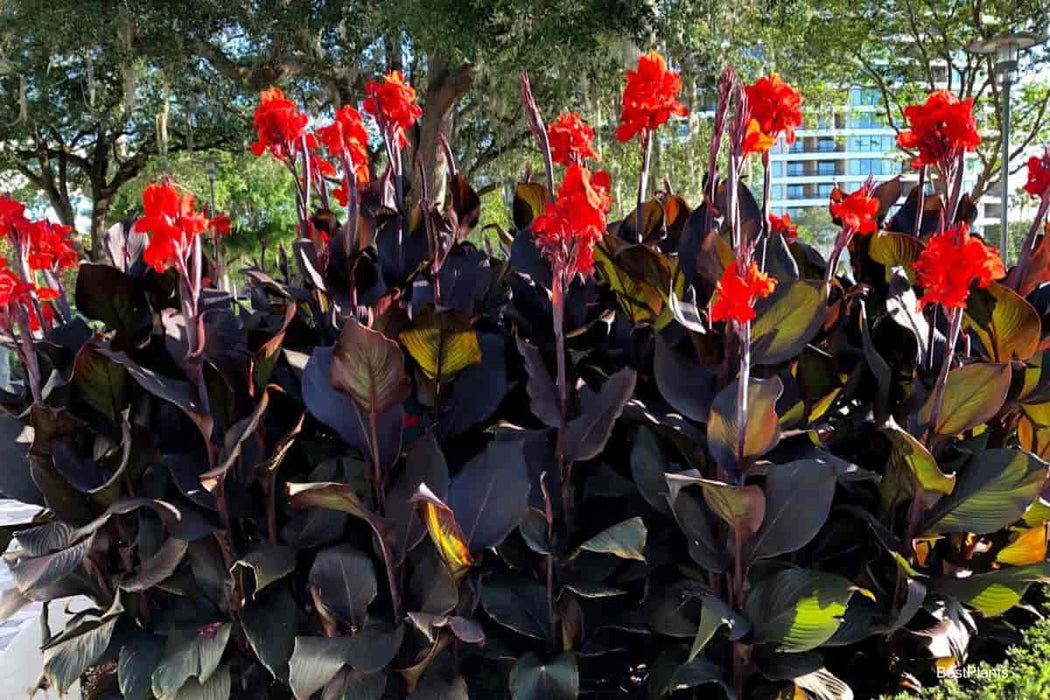 Canna Lily / Canna Plants