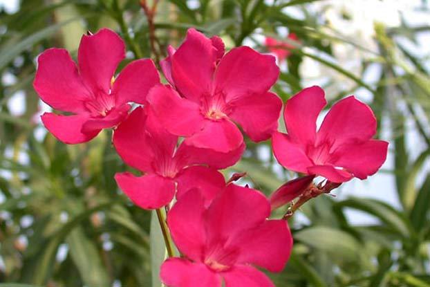 Nerium Oleander