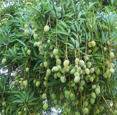 Mango Mangifera indica