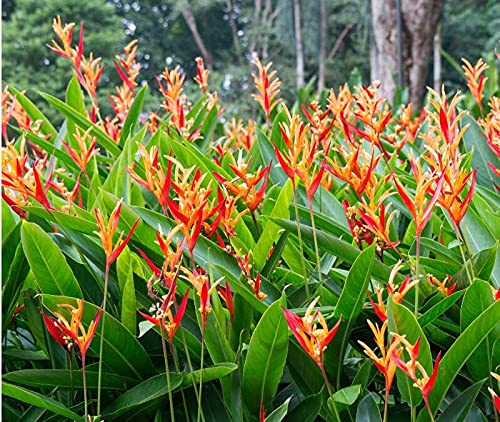 Heliconia Psittacorum