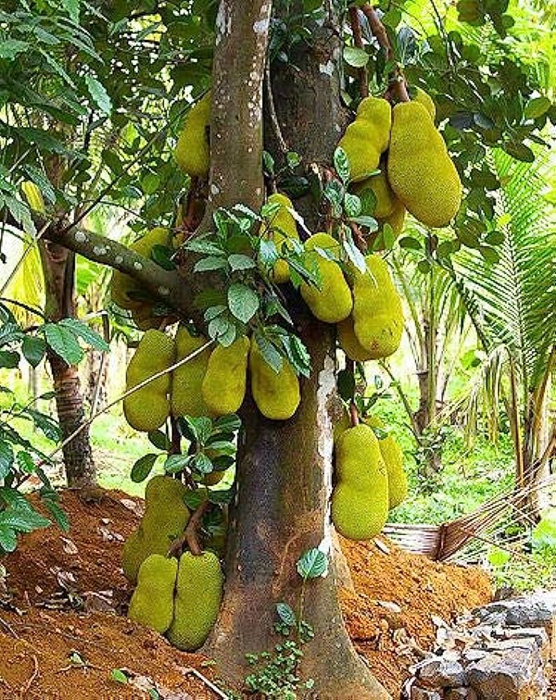 Jackfruit Artocarpus heterophyllus