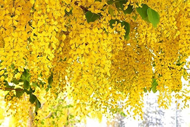 Cassia Fistula, Golden Shower Tree