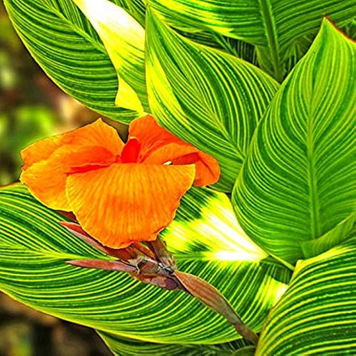 बिक्री के लिए दुर्लभ और विदेशी काना मलावीनसिस वेरीगेटेड पीला पौधा - अपने बगीचे में एक अनूठा स्पर्श जोड़ें! 