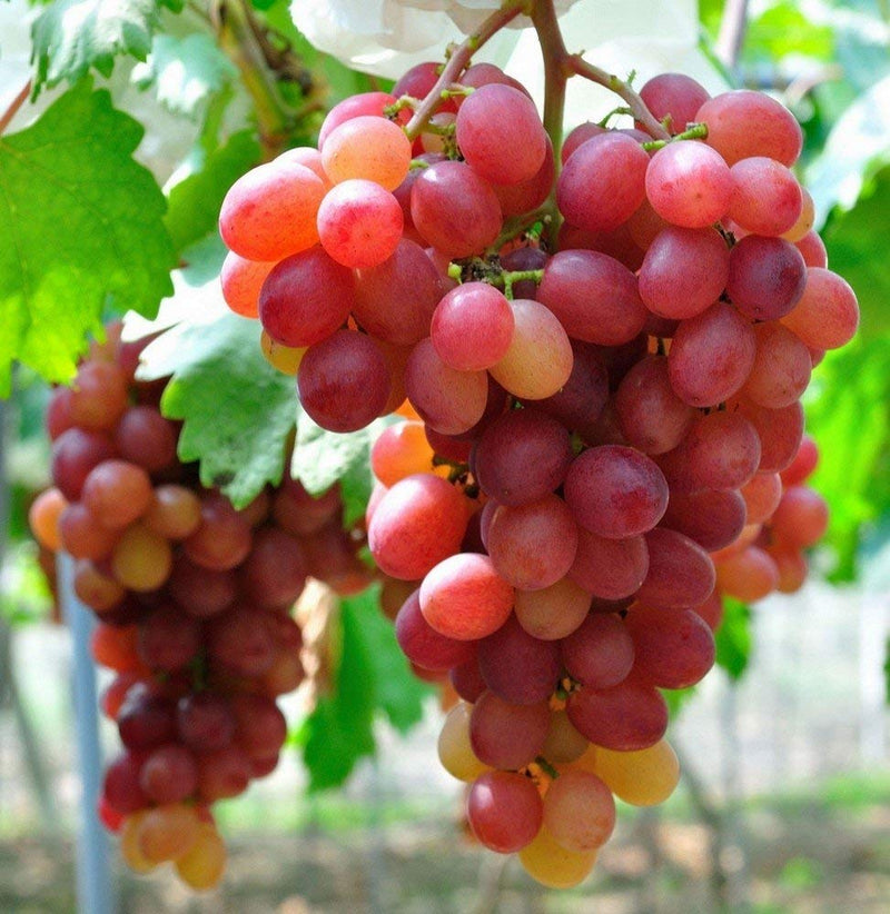 Grapes Vitis vinifera