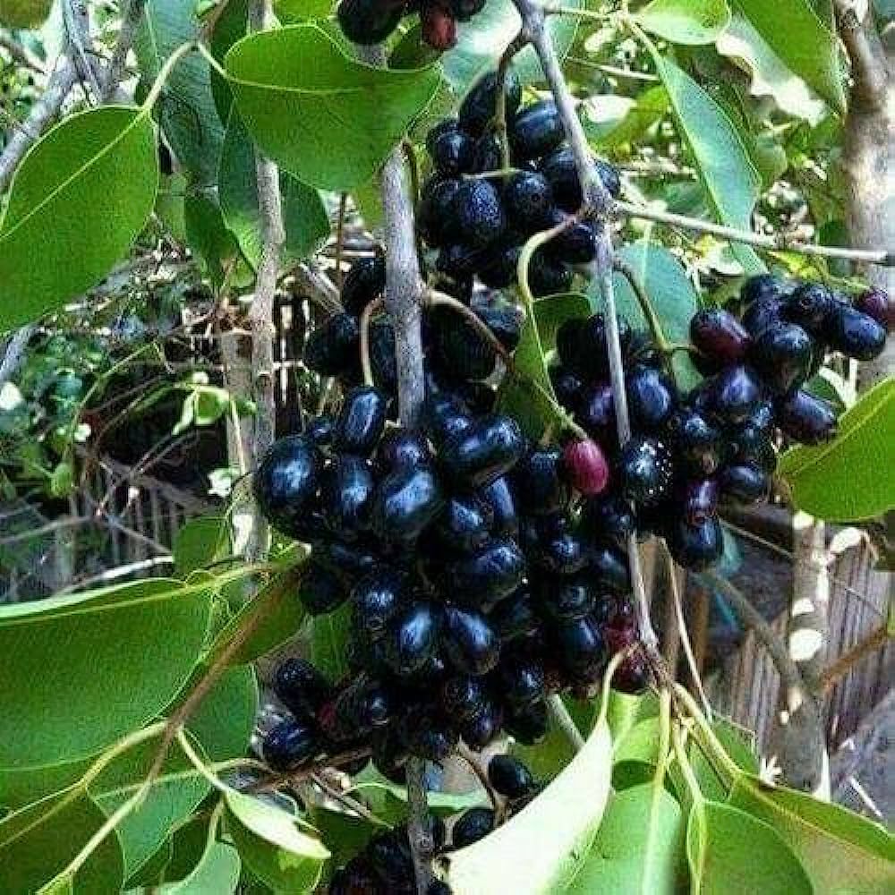 Jamun Fruit Plants