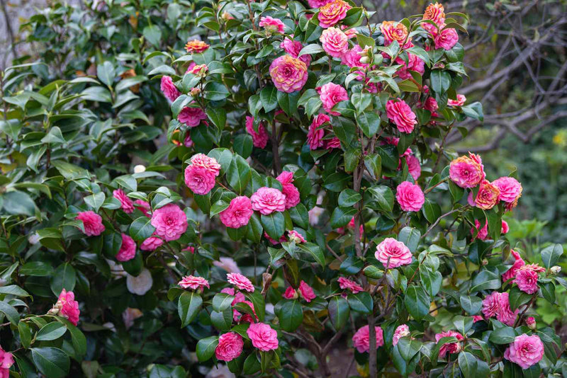 Camellia  Camellia sasanqua Plants