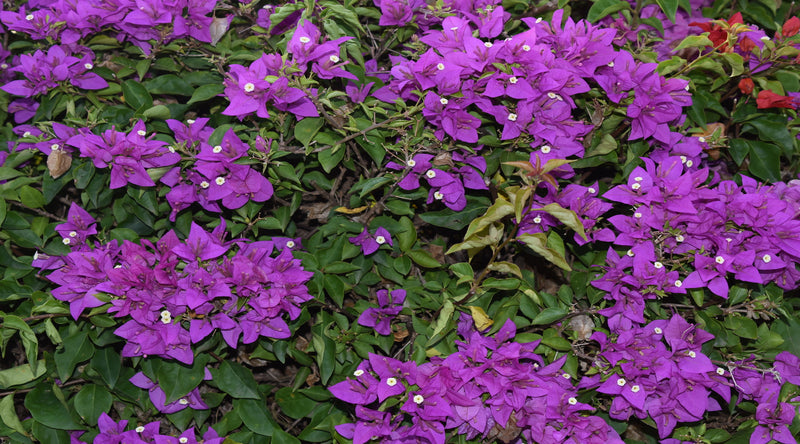 Bougainvillea