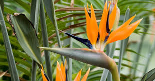 Bird of Paradise / Strelitzia