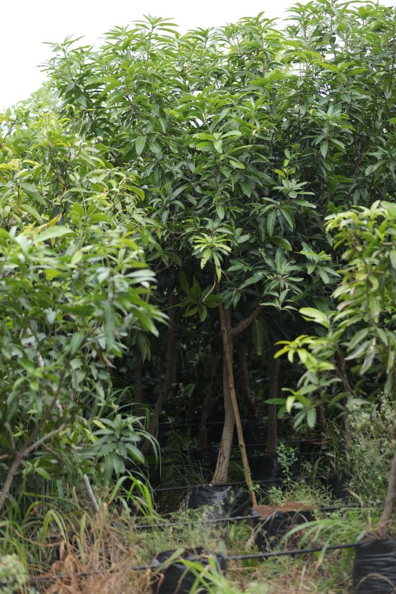 Mango Mangifera indica
