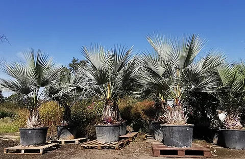 Brahea Armata Plants  Mexican Blue Palm