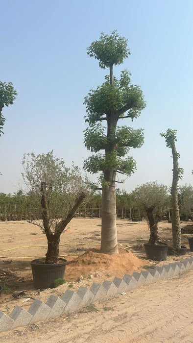 Adansonia Digitata Trees Nurseries in Kadiyam India: Find High-Quality ...