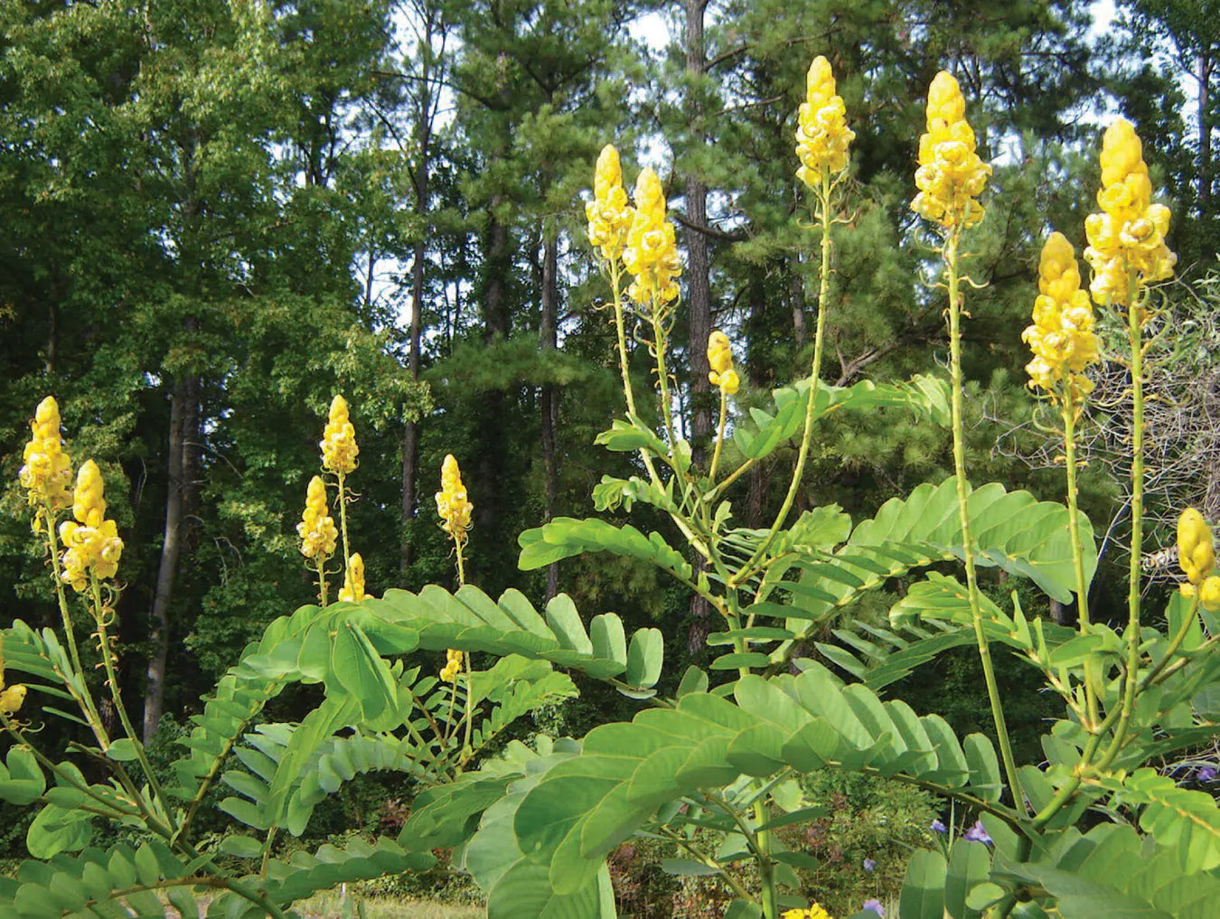 Cassia Alata