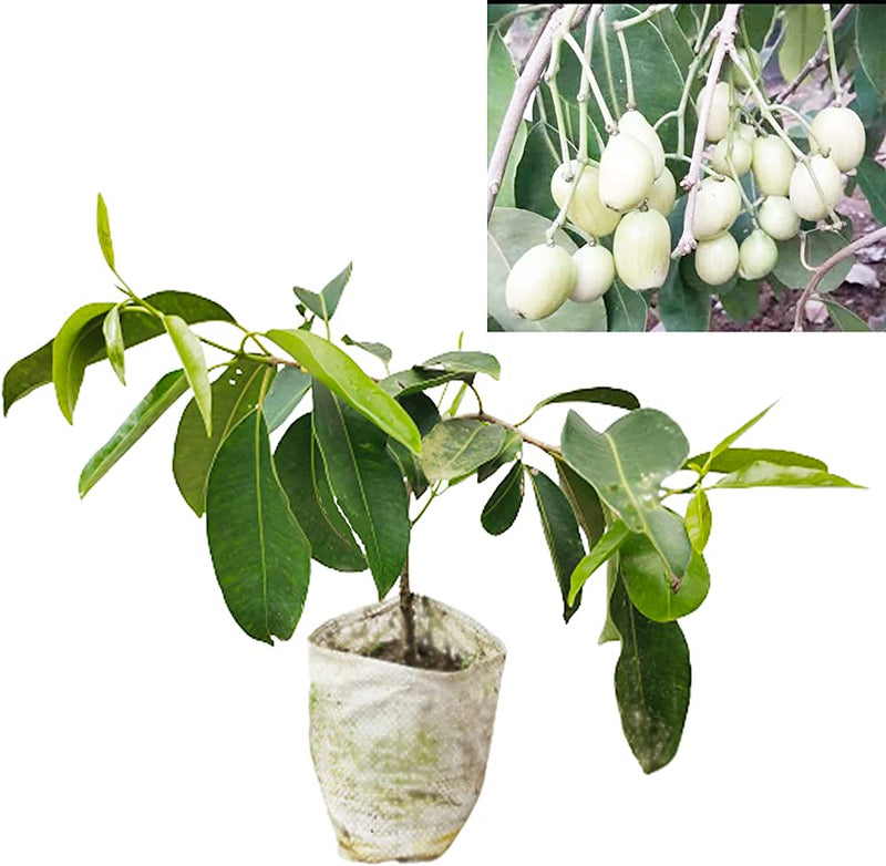 Jamun Syzygium cumini